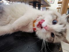 -平行世界·猫咖(首经贸店)