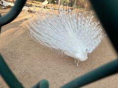 -秦皇岛野生动物园