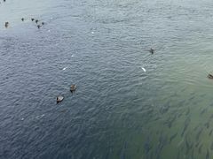 -深圳湾公园(南山区)