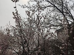-桃花堤公园