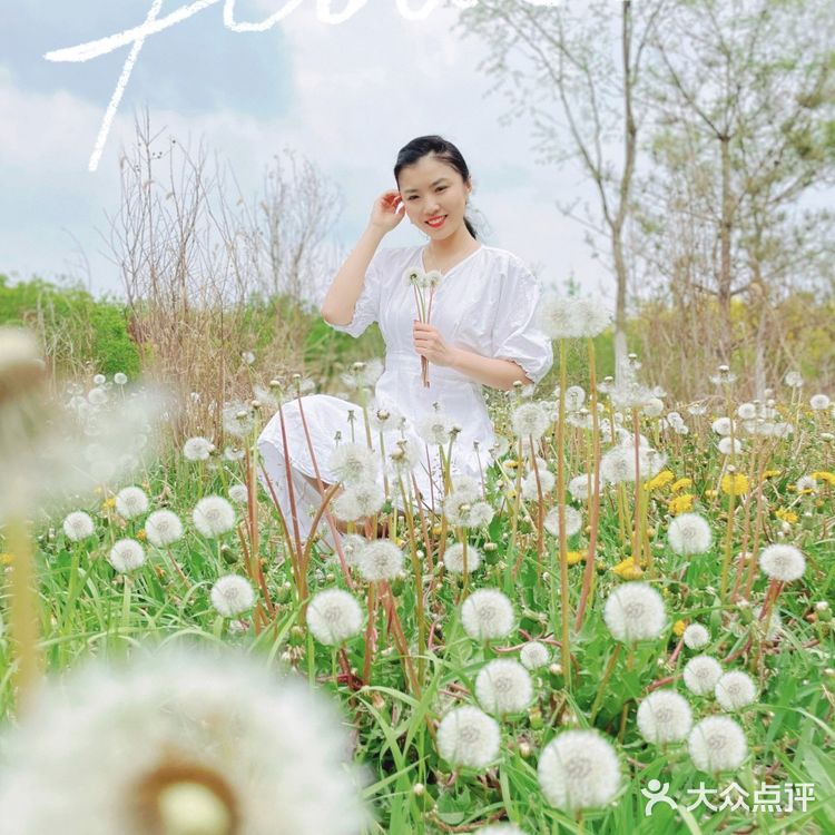 小众的秘密花园—会飞的蒲公英花海