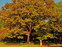 -上海共青森林公园