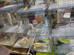 -深圳鸟咖鹦花岛