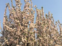 -海棠花溪(元大都城垣遗址公园)