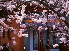 -桃花堤公园