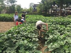-田园东方蜜桃村的田野营地