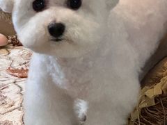 -帕帕拉兹宠物(亚洲旗舰店)