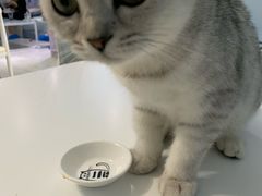 -喵的天空名猫咖啡馆·撸猫·猫舍·用品