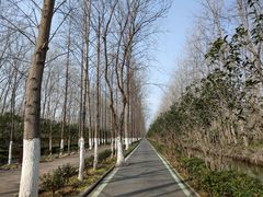 -合肥滨湖国家森林公园