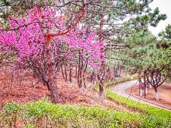 -云岗森林公园