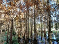 -桤木河湿地公园