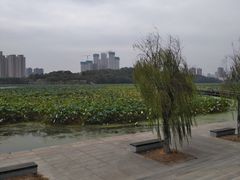 -月湖风景区