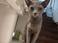 -琪喵猫屋·撸猫猫咖·猫舍