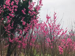 -重庆彩云湖湿地公园