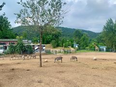 -大连森林动物园