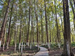 -桤木河湿地公园