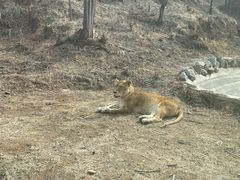 -石家庄市动物园