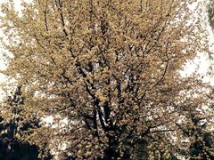 -德克士(肥城新华商场店)