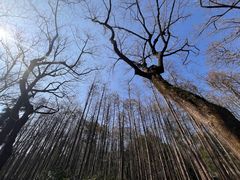 -杭州植物园