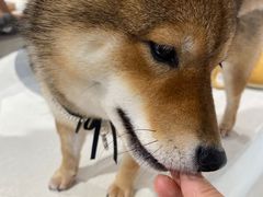 -柴务处·柴犬主题狗咖