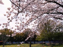 -高东镇樱花园