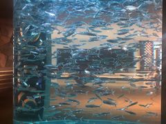 -亚特兰蒂斯•OSSIANO奥西亚诺海底餐厅