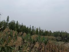 -白鹭湾湿地公园