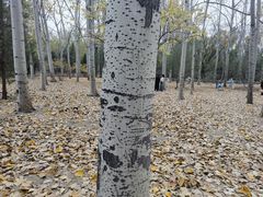 -森林公园(尖草坪区)