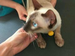 -荣耀金沙动物医院(清江西路店)