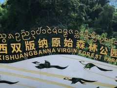 -西双版纳原始森林公园