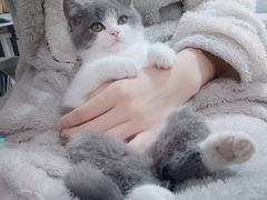 -欣宠猫屋·矮脚拿破仑·蓝金金渐层