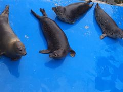 -华夏文旅海洋公园