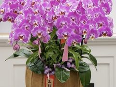 -F.Story 花和故事(新天地店)