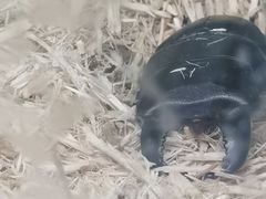 -上海大自然野生昆虫馆(东方明珠·爬宠昆虫探索中心)