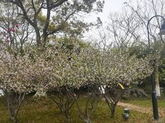 -金鸡湖桃花岛