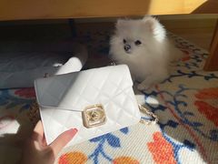 -Chanel(德基广场店)