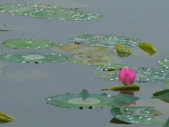 -皇家御河游(紫御湾码头)