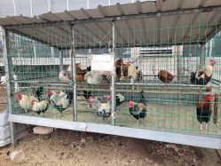 -蓝呗呗蓝莓草莓采摘园(通州区马驹桥店)