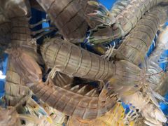 -大锅强·蒸海鲜青岛菜(金沙滩店)