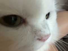 -瑞派紫金宠物医院24小时·骨科·中兽医·重症转诊中心(番禺大石院)