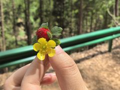 -素山寺森林公园