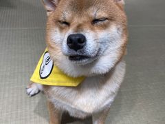 -逗柴咖啡屋·狗咖猫咖宠物桌游
