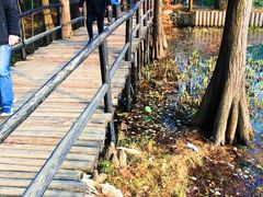 -东湖落雁景区