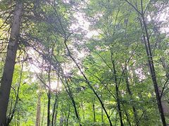 -五营红松林海景区