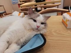-绒爪撸猫下午茶·猫咖
