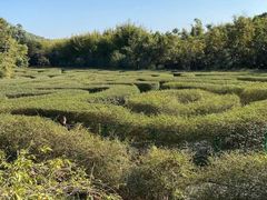 -大屏嶂森林公园