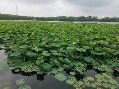 -大兴滨河森林公园