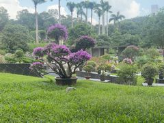 -莲花山公园