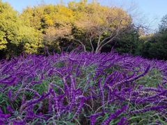 -上海滨江森林公园