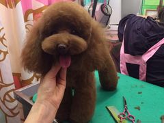-爱宠屋pet shop·宠物洗澡·宠物美容